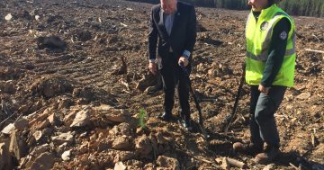 ACT Government to plant 650,000 pine seedlings in Canberra forests