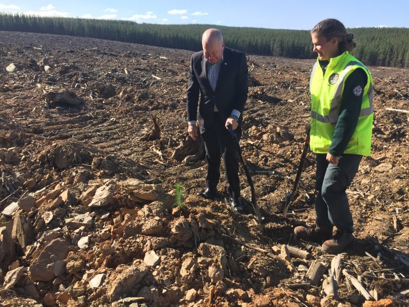 Minister for the Environment Mick Gentleman and ACT Parks and Conservation forestry coordinator Rebecca Blundell after having just planted one of the 650,000 pine seedlings out at Kowen Forest.