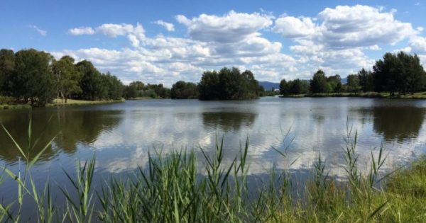 Swimming banned in Lake Tuggeranong due to extreme blue-green algae levels