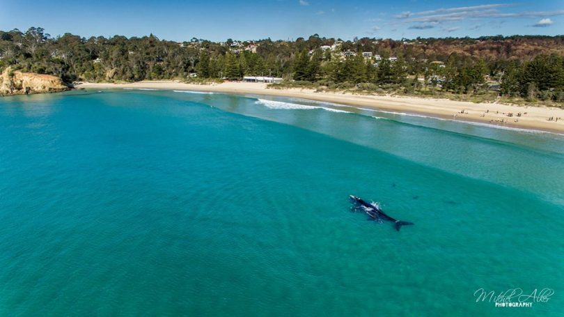 Tathra remains a beautiful place to visit, these Southern Right Whales dropped by on July 14/15. Photo: Mitchel Alker Photography.