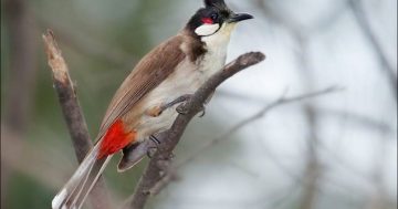Canberrans asked to be on the lookout for the feral red-whiskered bulbul