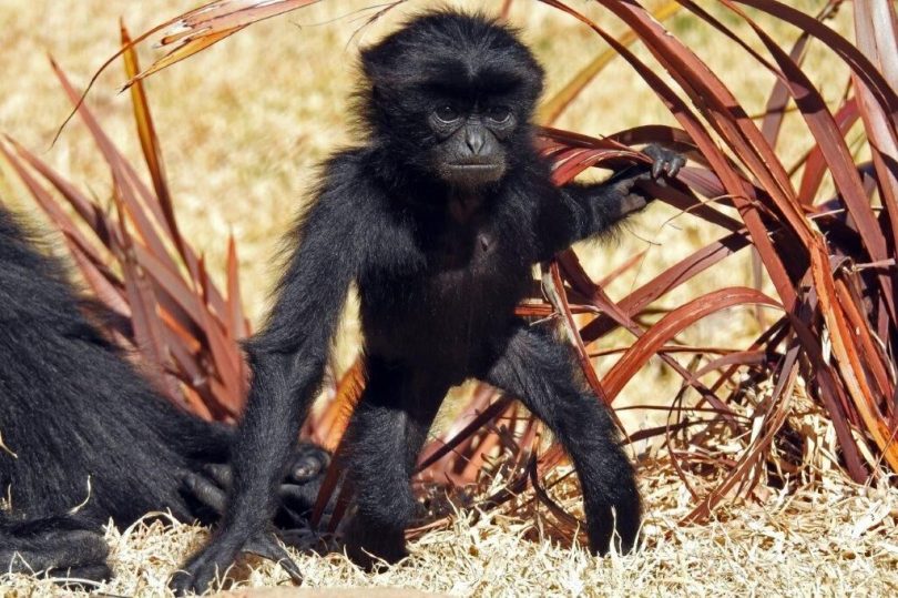 This Siamang Gibbon baby was born at the zoo as part of their breeding program. Photo: Supplied.