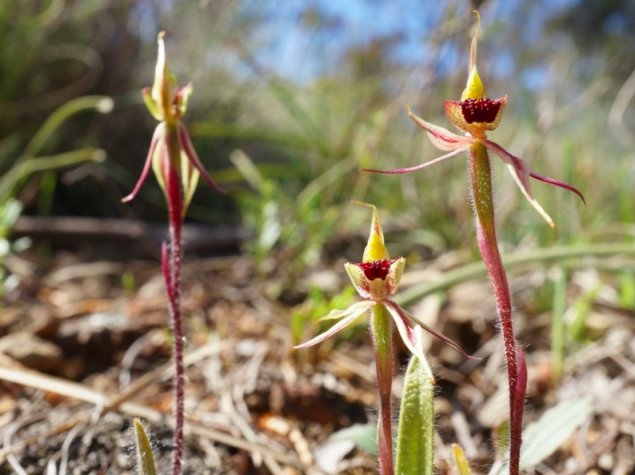 The Canberra Spider Orchid. Photo: NatureMapr Canberra