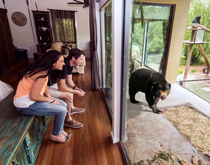 Guests getting close to a Sun Bear at Jamala Wildlife Lodge. Photo: Supplied.