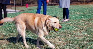 Long-awaited Weston Creek Dog Park open for paws play