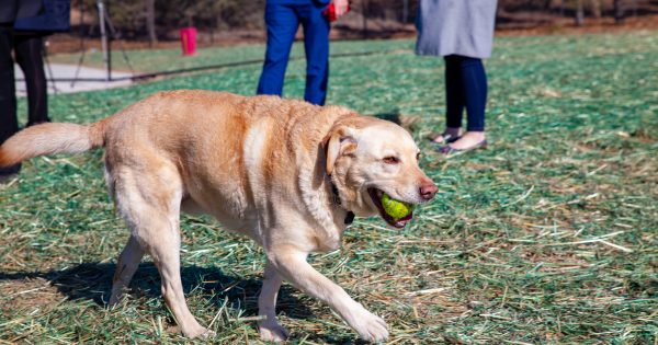 Call for dog park in West Belconnen