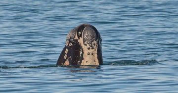 A sad farewell for whale mother and calf at Long Beach