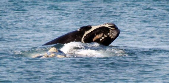 With a life span of around 100 years Long Beach is sure to get another visit from this pair. Photo: Peter Bennett.