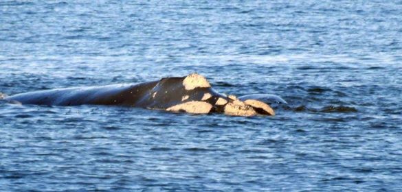 This Southern Right Whale spent around 12 days in Long Beach before being frightened off. Photo: Peter Bennett.