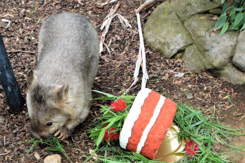 Happy 20th birthday to Canberra's zoo! Pictured is Australia's oldest wombat, Winnie, who last December celebrated her 31st birthday at the zoo. Photo: Glynis Quinlan.