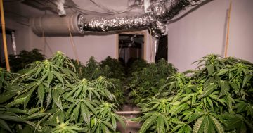 26-year-old charged as ACT Police seize 260 cannabis plants