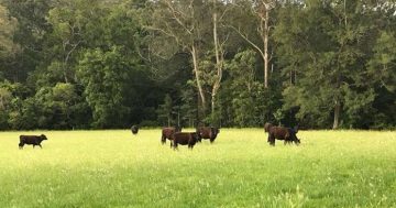 Strike Force Bushby: Charges laid after $30,000 cattle theft in Kangaroo Valley