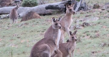 Government loads up for five-year roo cull deal