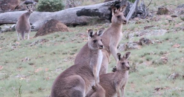 Canberra heading for record year for kangaroo crashes with hotspots identified