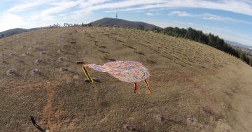 Meet the world’s largest knitted kiwi at the Arboretum