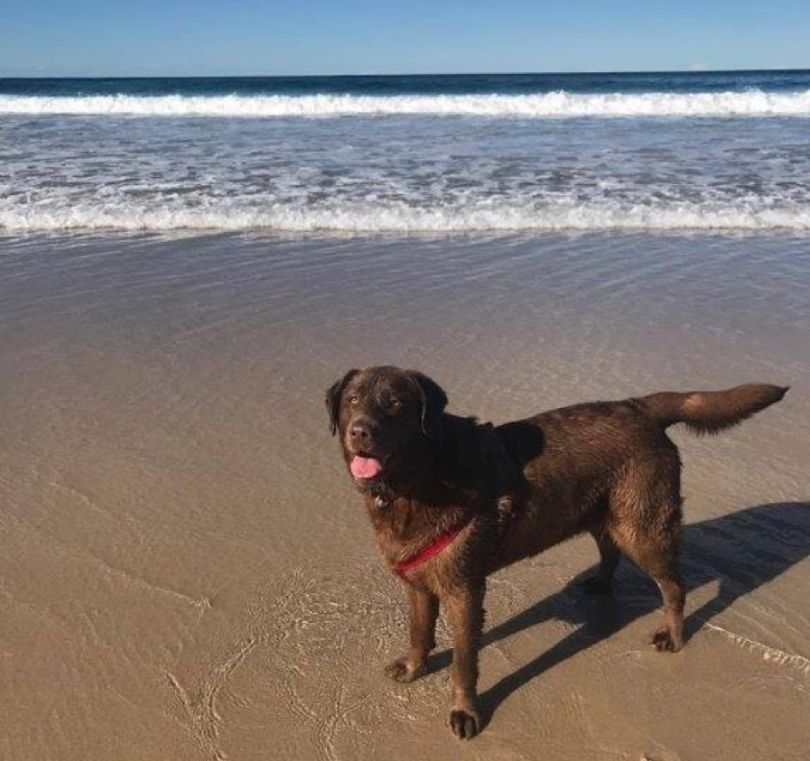 Swimming is better left to our four-legged friends during winter. Photo: supplied.