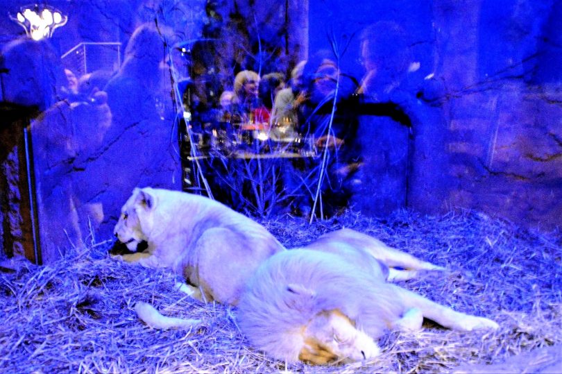 10-year-old white lions, Jake and Mischka relax, eat and snooze next to diners in the Rainforest Cave (who are reflected in the glass).