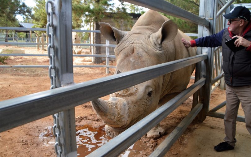 A Jamala guest pats a rhino. 