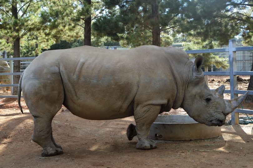 Jamala guests have the opportunity to pat a Southern White Rhino. 