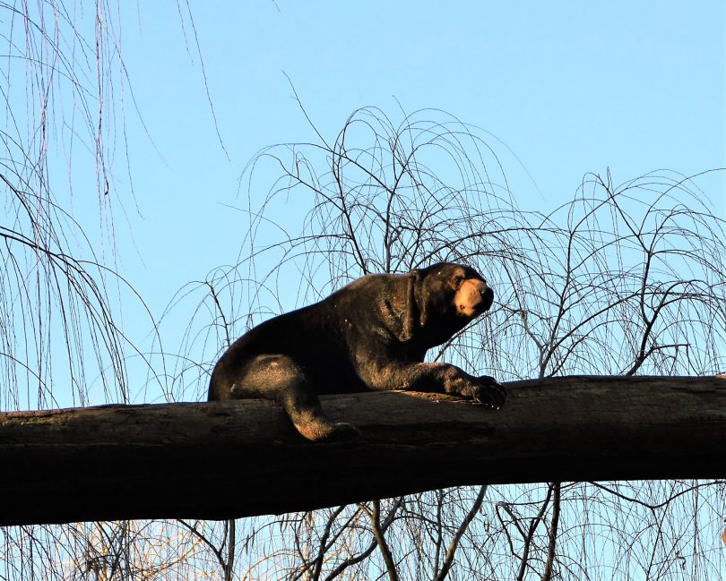 The Sun Bear is one of the vulnerable animals being bred at the zoo. 