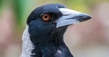 Magpie couple finally fly the coop at South.Point Tuggeranong