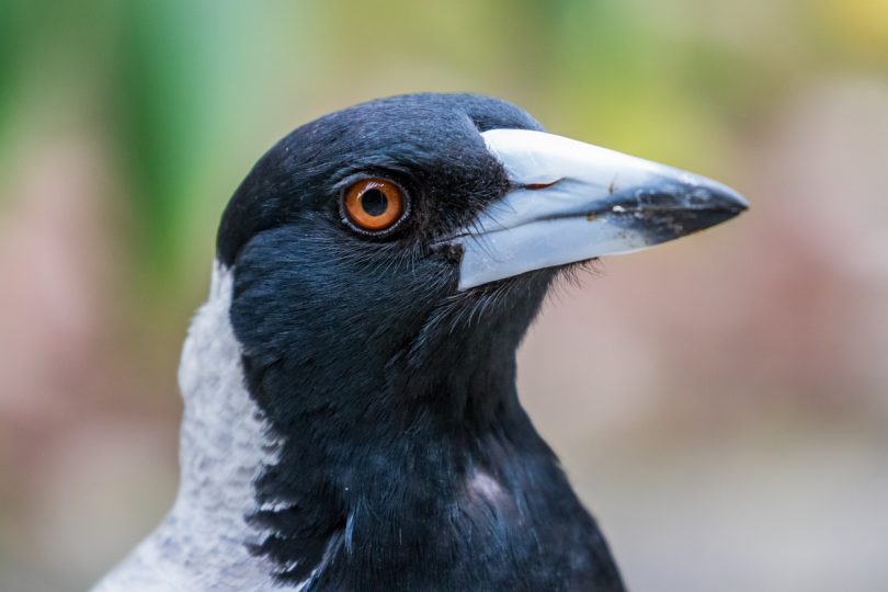 Magpie 