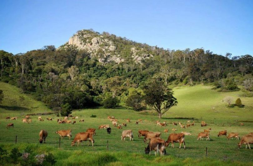 Tilba's famous jersey cows grazing in the shadow of Najanuga (Little Dromedary). Photo: Eurobodalla Tourism Facebook.