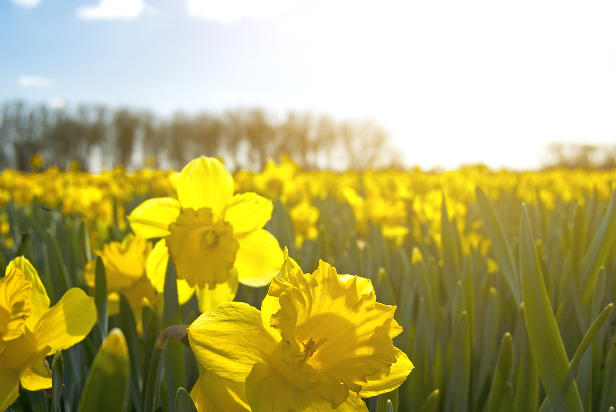 Daffodil Day in full bloom with thousands of flowers to be sold in