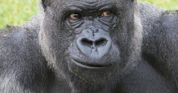 Tributes flow in after Mogo Zoo’s ‘very wise’ silverback gorilla dies suddenly