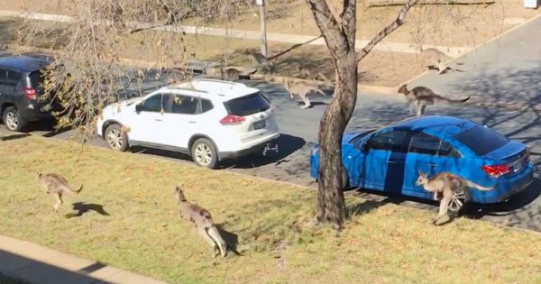 Video of kangaroos invading Deakin goes viral – attracting 1.6 million views and counting
