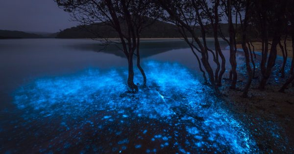 South Coast waters turn electric blue! Find out how to see it and capture it on film