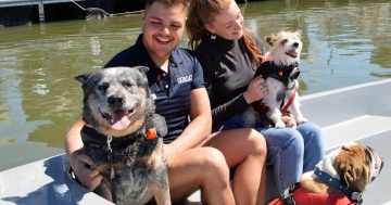 Doggone it, now pooches can set float on GoBoat Canberra