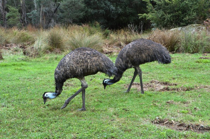 Two emus walk side by side with their heads down, almost mirroring each other. Emus are native to Australia and this photo was taken at Tidbinbilla Nature Reserve near Canberra.