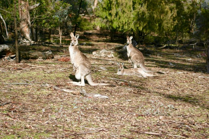 Kangaroos appear to be increasing in numbers near the Stromlo Criterium circuit. Photo: Jennifer Andrew.