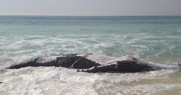 Ugly intersection between man and nature claims whale south of Pambula