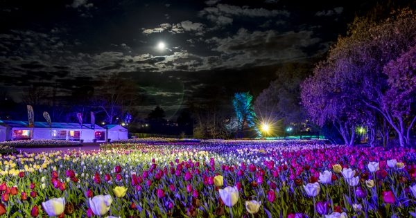 Let there be light! Floriade throws switch to Nightfest