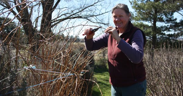 Another gold medal for region’s famous berries