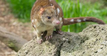 ACT Government sets up action plan to protect vulnerable and elusive spotted-tailed quoll
