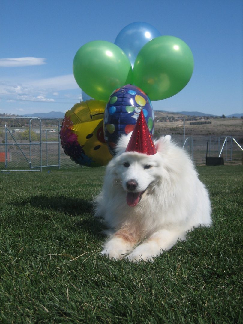 Fluffy, the party animal.