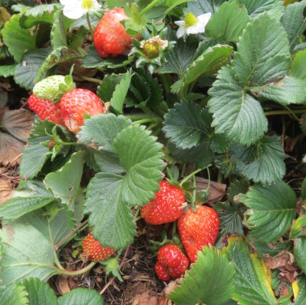 Growing your own strawberries is easy. Photos: Kathleen McCann.