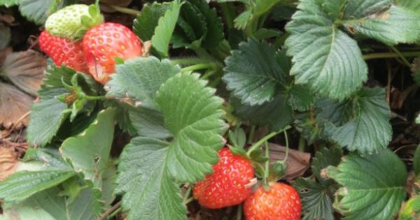 Strawberries - grow your own, problem solved