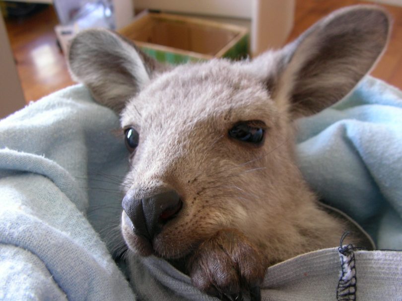 the ACT is seeing record numbers of wildlife, particularly kangaroos and wombats, ending up as roadkill but with joeys surviving.