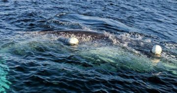 Boaties asked to keep watch for entangled whale off Far South Coast