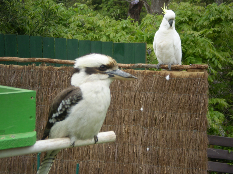 Kookaburra and cockatoo