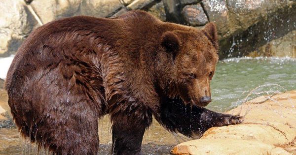 Canberra's National Zoo & Aquarium in mourning as beloved bear Darkle passes away