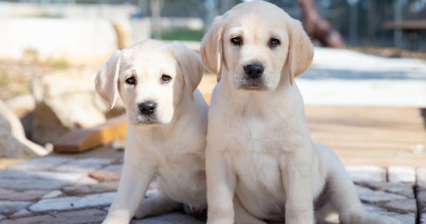 Locals asked to put their best paw forward to raise and prepare guide dog pups