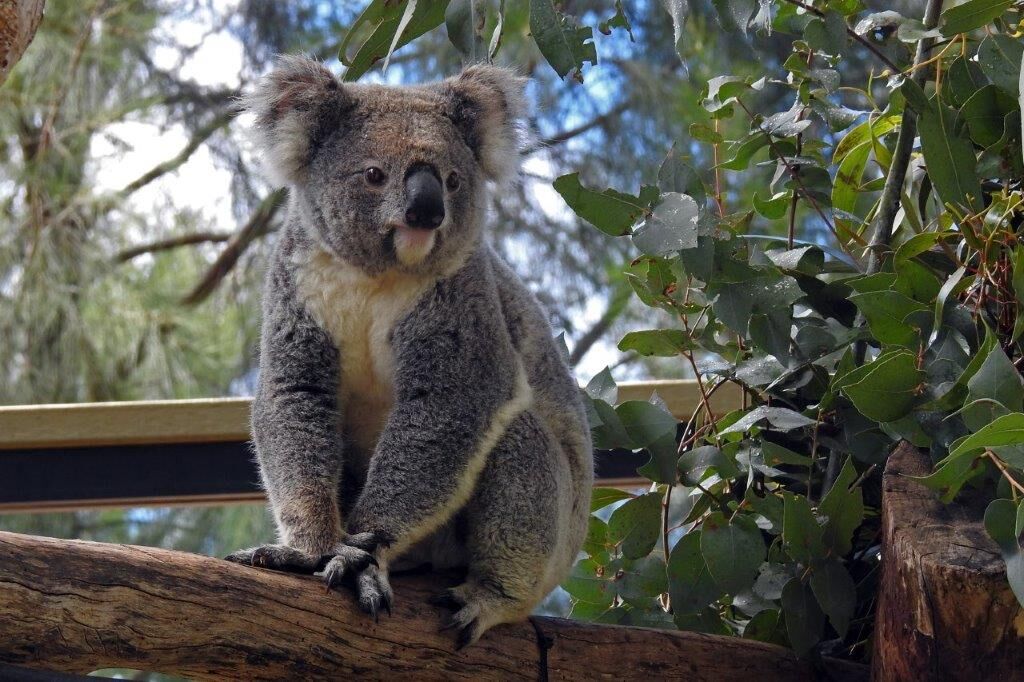 Коала. Коала на бамбуке. Кенгуру и коала. Млекопитающие коала.
