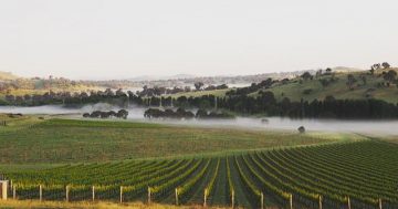 Lonely Planet toasts Canberra region in new Australasian wine trails guide