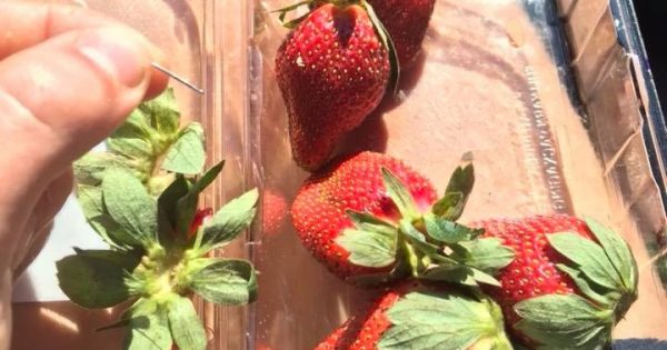 Warning after needles found in strawberries