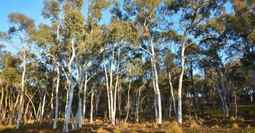 Government action plan to create greater protection for mature native trees and vulnerable birds